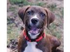 Adopt Marty a Mixed Breed