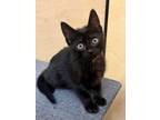 Adopt Panther a Domestic Short Hair