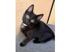 Adopt Shadow a Domestic Short Hair