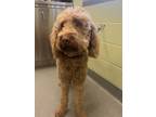 Adopt Dood a Standard Poodle, Mixed Breed
