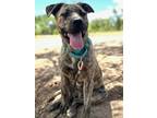 Adopt OSO a Dutch Shepherd, Mixed Breed