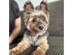 Adopt James Franco a Yorkshire Terrier