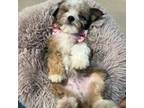 Mutt Puppy for sale in Centralia, IL, USA