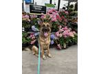 Adopt Stewie a German Shepherd Dog