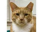 Adopt Opie a Domestic Short Hair