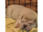 Chinese Shar-Pei Puppy for sale in Florahome, FL, USA