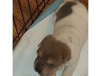 Chinese Shar-Pei Puppy for sale in Florahome, FL, USA