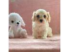 Cavachon Puppy for sale in Mount Pleasant, MI, USA