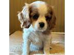 Cavalier King Charles Spaniel Puppy for sale in Arimo, ID, USA