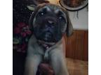 Great Dane Puppy for sale in Corapeake, NC, USA