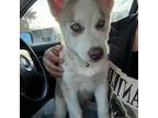 Siberian Husky Puppy for sale in Fitchburg, WI, USA