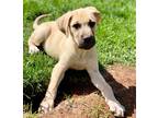 Adopt Shank a Mastiff, Mixed Breed