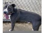 Adopt Bucky a Pit Bull Terrier