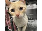 Adopt Rice Cake a Domestic Short Hair