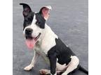 Adopt Snoop a Pit Bull Terrier, American Staffordshire Terrier