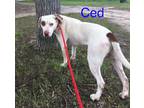 Adopt Ced a Mixed Breed