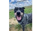 Adopt Bluey a Australian Cattle Dog / Blue Heeler