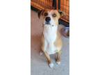 Adopt Bingo a Mixed Breed