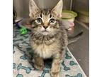 Adopt Bently a Domestic Short Hair