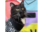 Adopt Socks a Domestic Short Hair