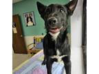 Adopt Beethoven a Australian Cattle Dog / Blue Heeler, German Shepherd Dog