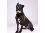 Adopt Mufasa a Cane Corso