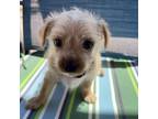 Adopt Sequoia a Havanese, Mixed Breed