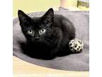 Adopt Archie a Domestic Short Hair