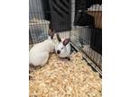 Adopt Thumper a American