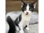 Adopt Cape a Domestic Short Hair