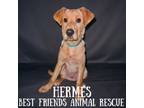 Adopt Hermes a Labrador Retriever