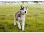 Adopt Balto a Siberian Husky, Mixed Breed