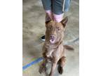 Adopt Emmett a German Shepherd Dog, Labrador Retriever
