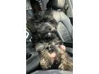 Adopt Furcules a Yorkshire Terrier, Poodle
