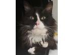 Adopt Chanin a Domestic Long Hair, Domestic Short Hair