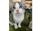 Adopt Orion a Domestic Short Hair