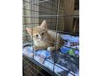 Adopt Cashew a Domestic Short Hair