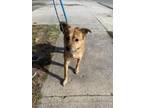 Adopt Cipher a Mixed Breed