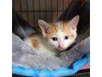 Adopt Splatter a Domestic Short Hair