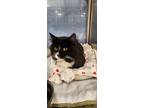 Adopt Boots-kchs a Domestic Medium Hair