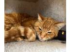 Adopt Benjamin a Domestic Short Hair