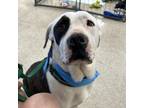 Adopt Spock (Petie) a Pit Bull Terrier