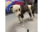 Adopt Spock (Petie) a Pit Bull Terrier