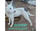Adopt Casper (Scooter) a Pit Bull Terrier