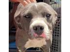 Adopt Mr Gray a Pit Bull Terrier