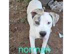 Adopt Chief (Norman) a Mixed Breed