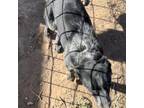 Adopt Maxx (Slider) a Australian Cattle Dog / Blue Heeler