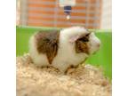 Adopt Squirrel a Guinea Pig