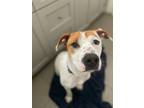 Adopt Oliver a American Staffordshire Terrier