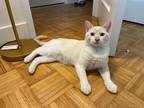 Adopt Waylon a Domestic Short Hair